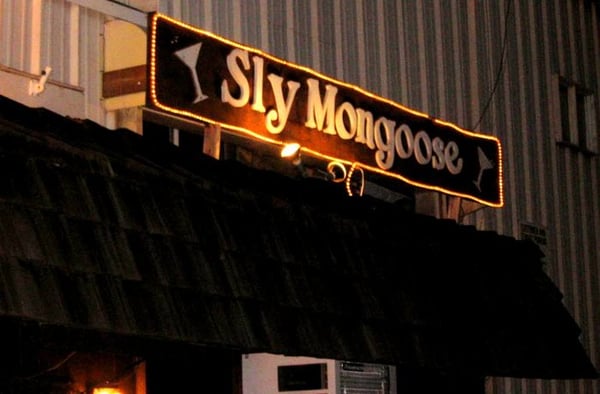 Sly Mongoose by null