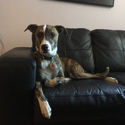 Dalí Madison: Sean Casey adoptee and Calm Energy Dog Training client. Dalí Madison: Sean Casey adoptee and Calm Energy Dog Training client.