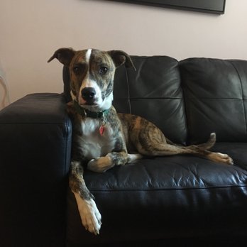 Calm Energy Dog Training - Dalí Madison: Sean Casey adoptee and Calm Energy Dog Training client. - Pet Training Near Me