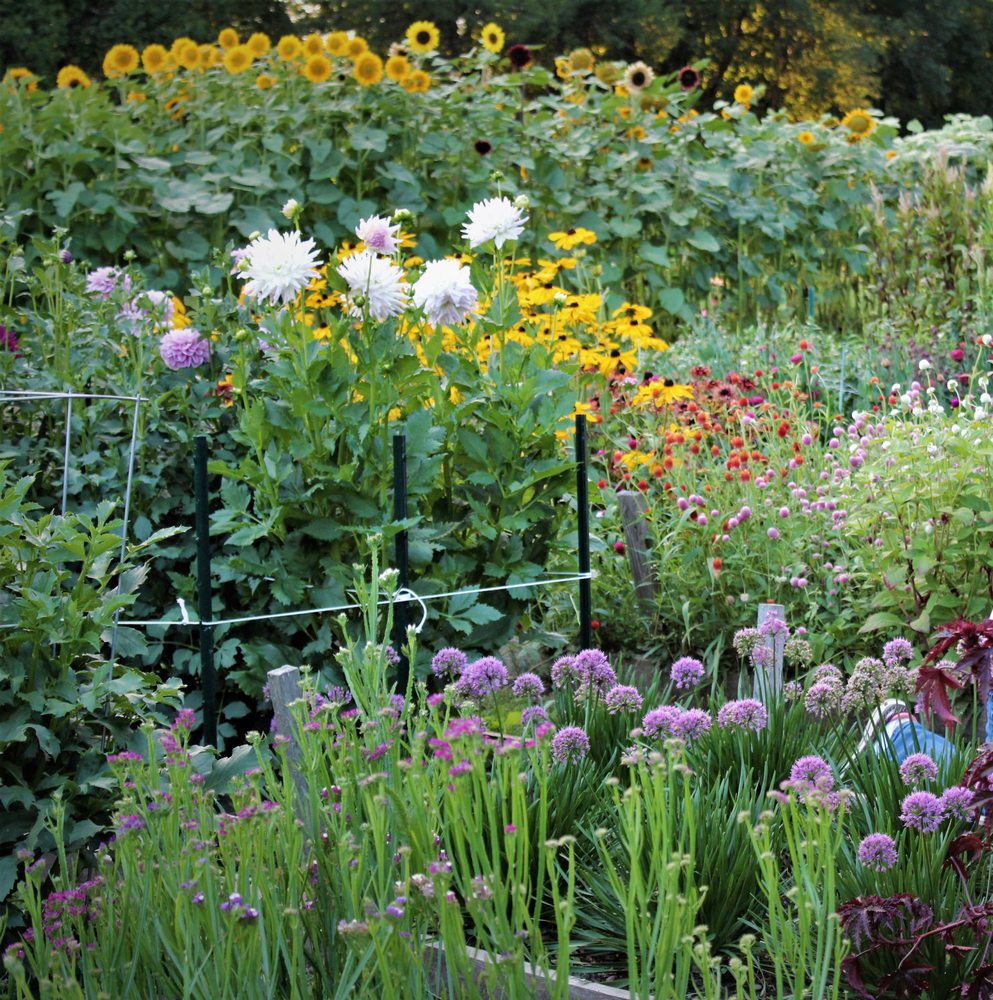 Social spots from Day Farm Fresh Flowers