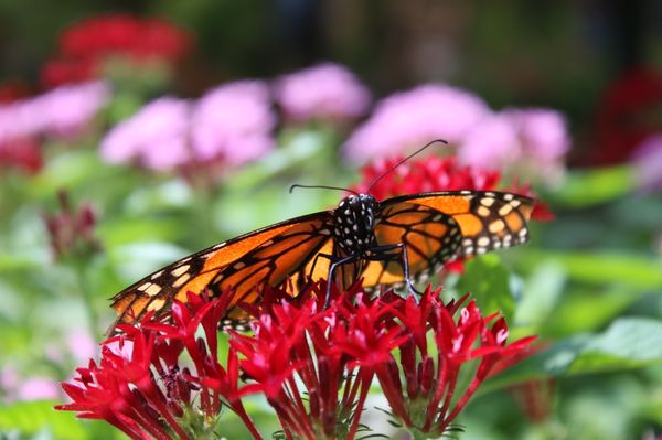 Huntsville Botanical Garden by null
