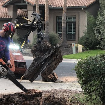 Heartwood Tree Care - During the removal - Tree Services Near Me - Mesa, Arizona