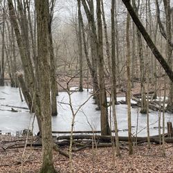 Carlisle Reservation Lorain County Metroparks - Big woods trail