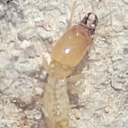 Liberty Exterminators And Wildlife Removal - Eastern Sub. Termite
