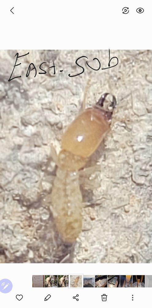 Liberty Exterminators And Wildlife Removal - veterans service organization in Inverness, FL