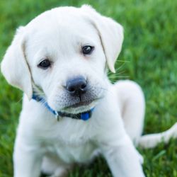Volkswagen of Olympia Pre-Owned Superstore - i like puppies