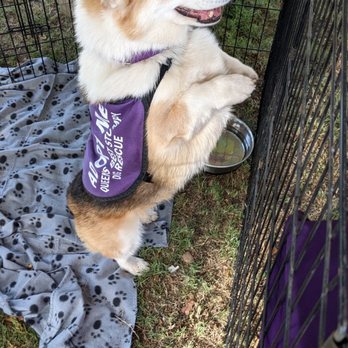 Wiggle Waggle Walk - Community Service/Non-Profit Near Me - Pasadena, California Wiggle Waggle Walk - Community Service/Non-Profit Near Me - Pasadena, California