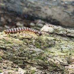 Patapsco State Park - Avalon Area - Look what we found! A millipede!