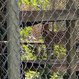 Serval Serval