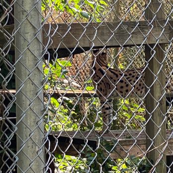 Carolina Tiger Rescue - Serval - Animal Shelters Near Me - Pittsboro, North Carolina Carolina Tiger Rescue - Serval - Animal Shelters Near Me - Pittsboro, North Carolina