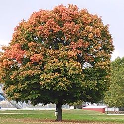 Tremaine Park