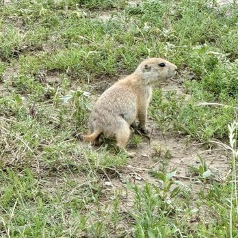Theodore Roosevelt National Park - 07.06.24 only the black-tailed prairie dog inhabits Theodore Roosevelt National Park - Parks Near Me - Medora, North Dakota Theodore Roosevelt National Park - 07.06.24 only the black-tailed prairie dog inhabits Theodore Roosevelt National Park - Parks Near Me - Medora, North Dakota