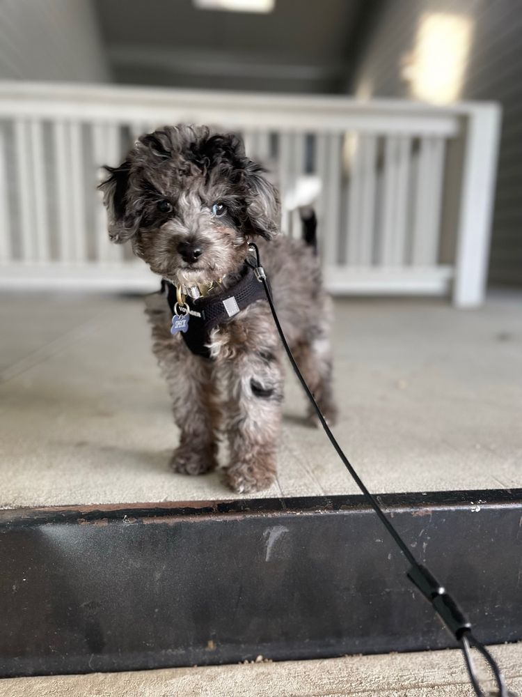 BROWN’S BABIES Updated July 2024 16 Photos Henagar, Alabama Pet