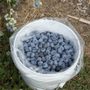 North Ridge Berries