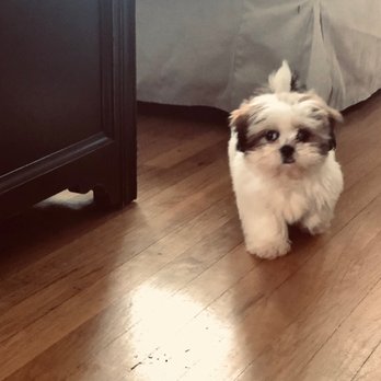 selmers petland puppies