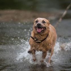 Shampooch Pet Grooming