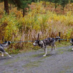 Denali National Park - Sled Dog Demonstration