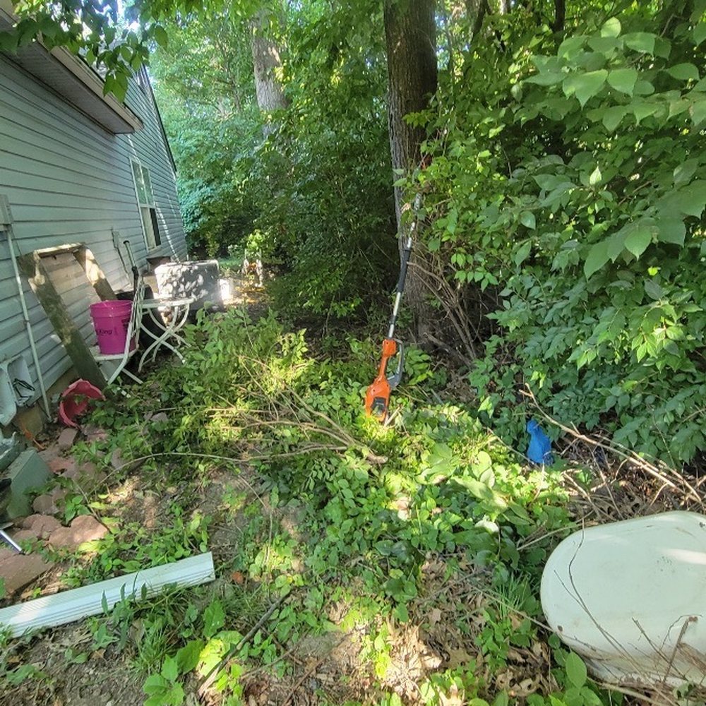 White Tree Service - Before - Tree Services Near Me White Tree Service - Before - Tree Services Near Me