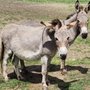 Photo of The Little Donkey Farm