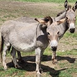 The Little Donkey Farm