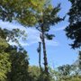Flores Tree Services