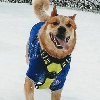Peace OMind - Snow romp with Parker! - House Sitters Near Me Peace OMind - Snow romp with Parker! - House Sitters Near Me