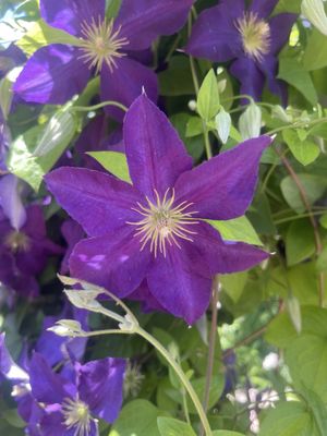 Amarillo Botanical Gardens by null