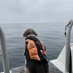 Marissa Dive Charters