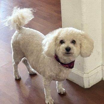 Abbi's Grooming - Kelcie, you did a beautiful job, and Sadie looks absolutely adorable! - Pet Groomers Near Me - Lincoln, California Abbi's Grooming - Kelcie, you did a beautiful job, and Sadie looks absolutely adorable! - Pet Groomers Near Me - Lincoln, California