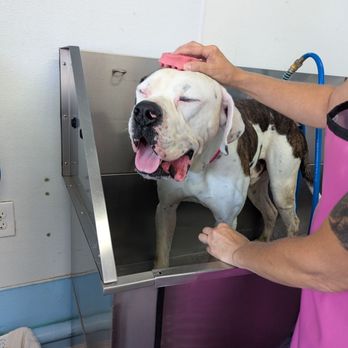My Pretty Puppy - 2yo Bulldog - Pet Groomers Near Me - Cypress, California My Pretty Puppy - 2yo Bulldog - Pet Groomers Near Me - Cypress, California