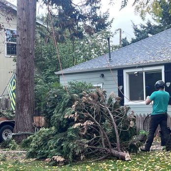 Chandler's Tree & Stump Service - Tree Services Near Me - Snohomish, Washington Chandler's Tree & Stump Service - Tree Services Near Me - Snohomish, Washington