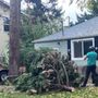 Photo of Chandler's Tree & Stump Service