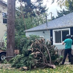 Chandler's Tree & Stump Service