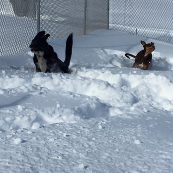 Bark Central - Fun in the snow!! - Pet Sitting Near Me - Chambersburg, Pennsylvania Bark Central - Fun in the snow!! - Pet Sitting Near Me - Chambersburg, Pennsylvania