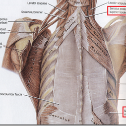 JD Rolfing - Rolfing treats the fascia or connective tissue of the body. Adhesions in the fascia are the cause of most pain and restrictions in the body