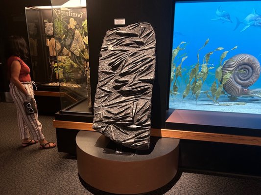 Mountain America Museum of Ancient Life at Thanksgiving Point by null