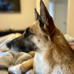 German Shepherd Rescue of Northern California - Our boy scully