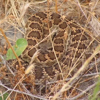 San Luis Rey Bike Trail - Rattlesnake on the SLRRT - Hiking Near Me - Oceanside, California San Luis Rey Bike Trail - Rattlesnake on the SLRRT - Hiking Near Me - Oceanside, California