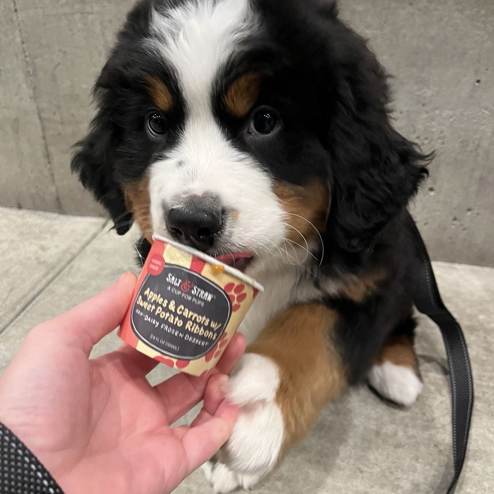 Salt & Straw - Their pup cups are a huge hit - Ice Cream & Frozen Yogurt Near Me - Beaverton, Oregon Salt & Straw - Their pup cups are a huge hit - Ice Cream & Frozen Yogurt Near Me - Beaverton, Oregon