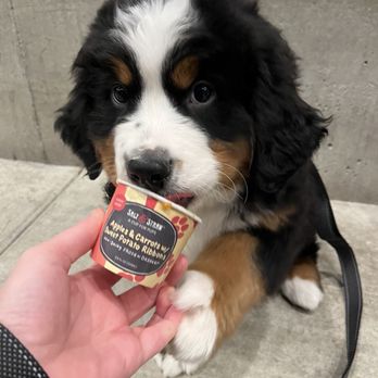 Salt & Straw - Their pup cups are a huge hit - Ice Cream & Frozen Yogurt Near Me - Beaverton, Oregon