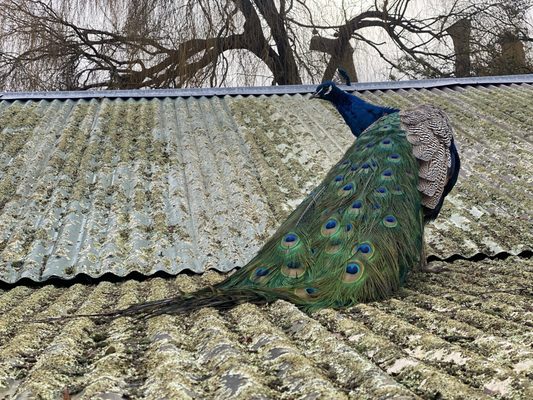 Willowbank Wildlife Reserve by null