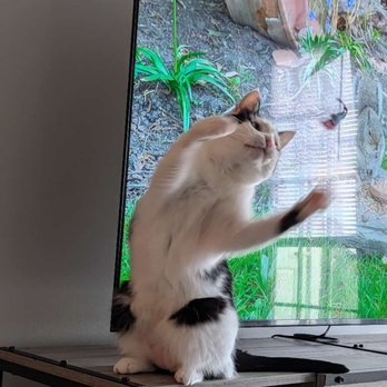 PurrSit Cat Sitting - Pet Sitting Near Me - Virginia Beach, Virginia PurrSit Cat Sitting - Pet Sitting Near Me - Virginia Beach, Virginia
