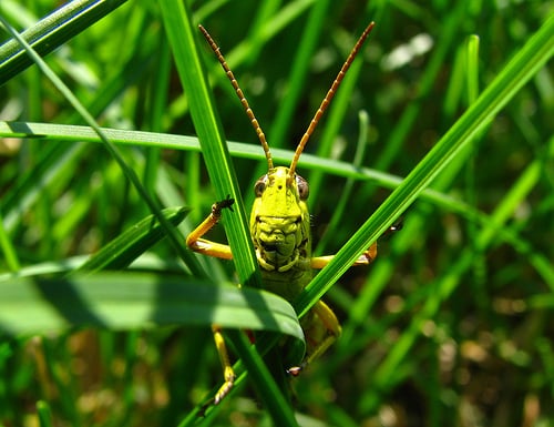 The Grasshopper - tree service in Gulfport, MS