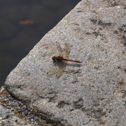 Schwabinger See - "Organischer Mini-Hubschrauber"