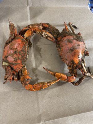 Conrad's Crabs and Seafood Market- Bel Air, MD by null