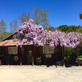 See Canyon Fruit Ranch - Wisteria over building - Venues & Event Spaces Near Me - San Luis Obispo, California See Canyon Fruit Ranch - Wisteria over building - Venues & Event Spaces Near Me - San Luis Obispo, California