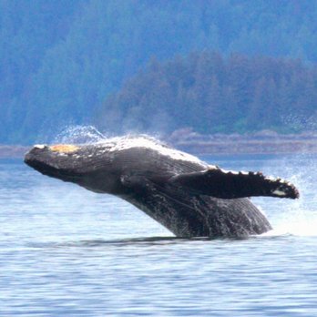 Sound Sailing - Boat Charters Near Me - Sitka, Alaska Sound Sailing - Boat Charters Near Me - Sitka, Alaska