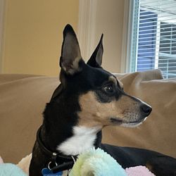 The La Crosse Animal Hospital - Just don't tell him he was adopted
