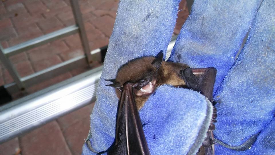 WILDLIFE ANIMAL CONTROL Updated September 2024 29 Photos Dothan