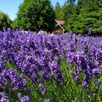 Purple Haze Lavender Farm - Flowers & Gifts Near Me - Sequim, Washington